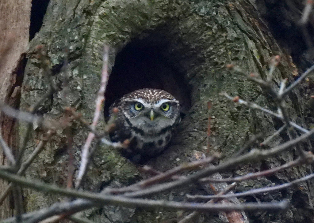 Owl hunts a worm for its chicks birdsoutsidemywindow.org/2025/07/01/owl…