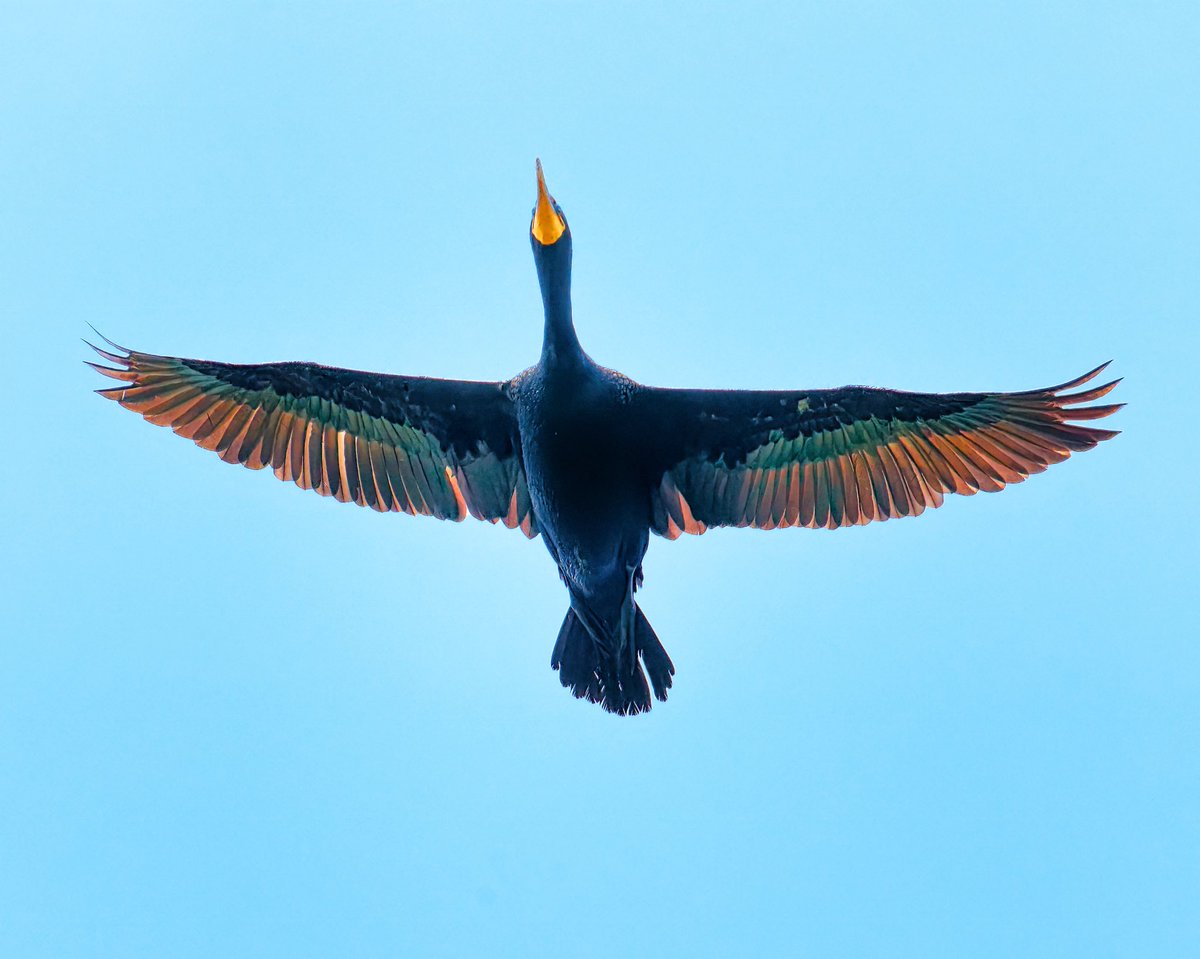 Ruben Giron (@rubengi02391602) on Twitter photo Double-crested Cormorant - These turquoise-eyed beauties have a gangly, snake-like neck and look like a prehistoric winged dinosaur. They are excellent swimmers and are highly skilled at fishing. Taken at the Harlem Meer. #birdcpp <a href="/BirdCentralPark/">Manhattan Bird Alert</a> Double-crested Cormorant - These turquoise-eyed beauties have a gangly, snake-like neck and look like a prehistoric winged dinosaur. They are excellent swimmers and are highly skilled at fishing. Taken at the Harlem Meer. #birdcpp <a href="/BirdCentralPark/">Manhattan Bird Alert</a>
