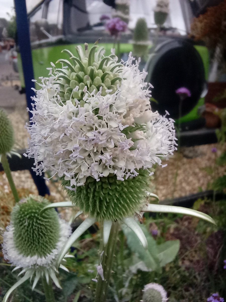 Dipsacus starting to flower