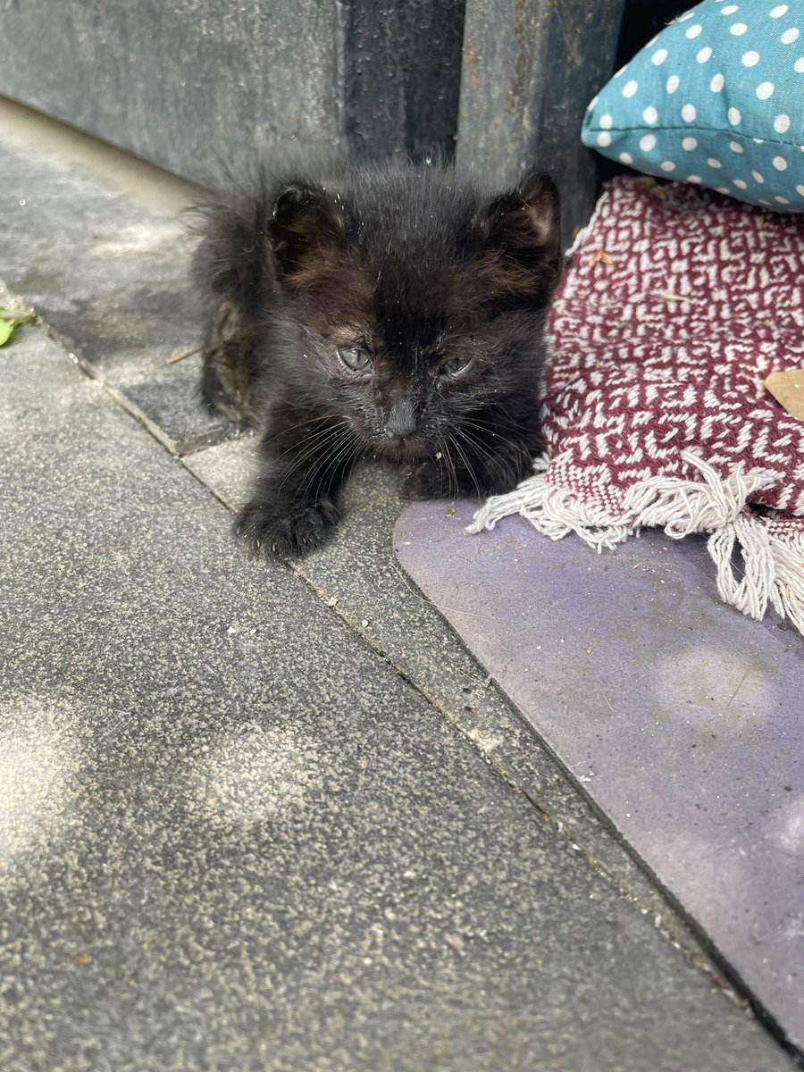 Küçük siyah zeytin yuva arıyooorr

Yaklaşık 1,5 aylık
Dişi
Antibiyotik içiriliyor ve beslenmesini kendi tam yapamıyor, beslemek de gerekiyor.

📍İstanbul      İletişim: IG/ itfpati