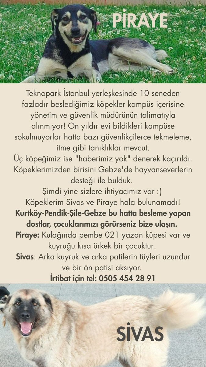 Çocukları aramaya devam ediyorum. Sivas ve Piraye'yi bulmam için yardım edin. 1 ay oldu hala bulamadik 🥺