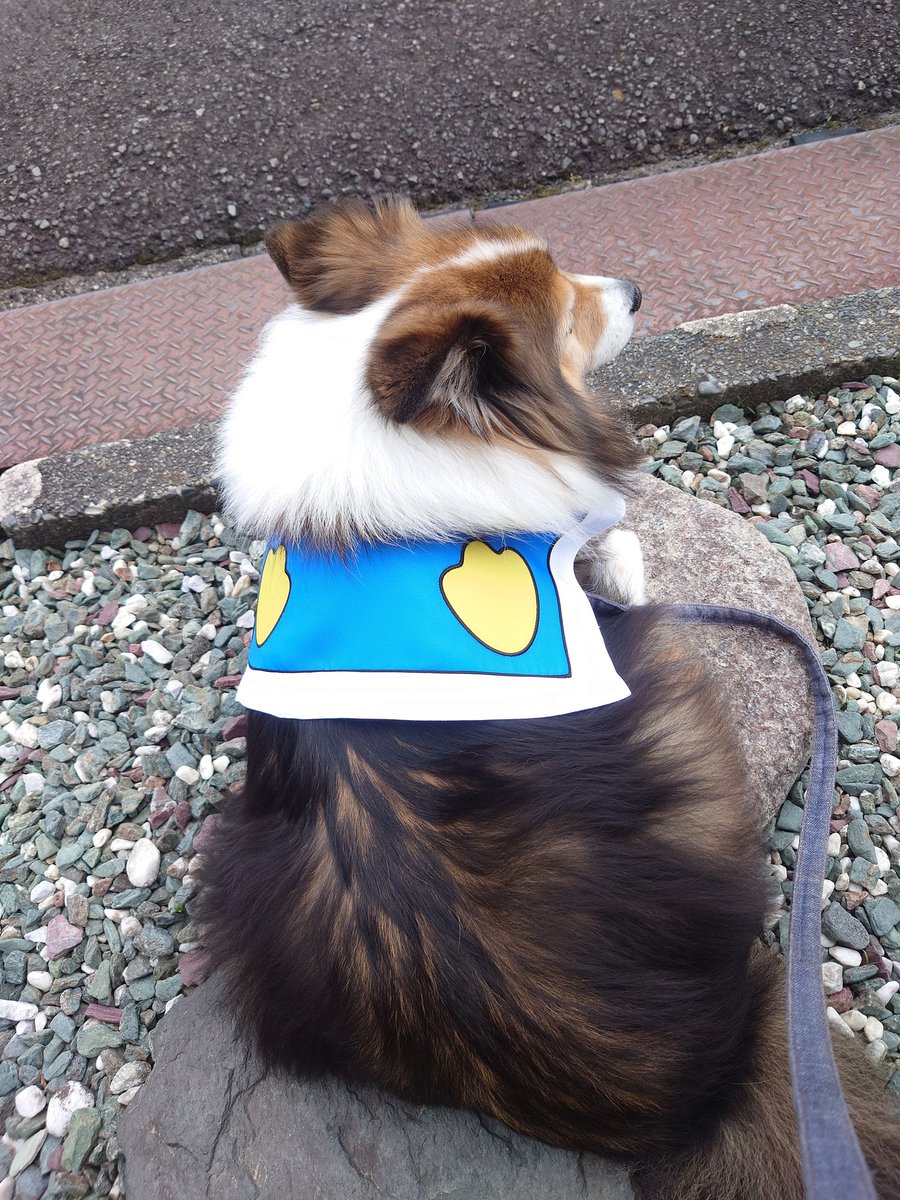 #シェルティの後ろ姿見せてくれ