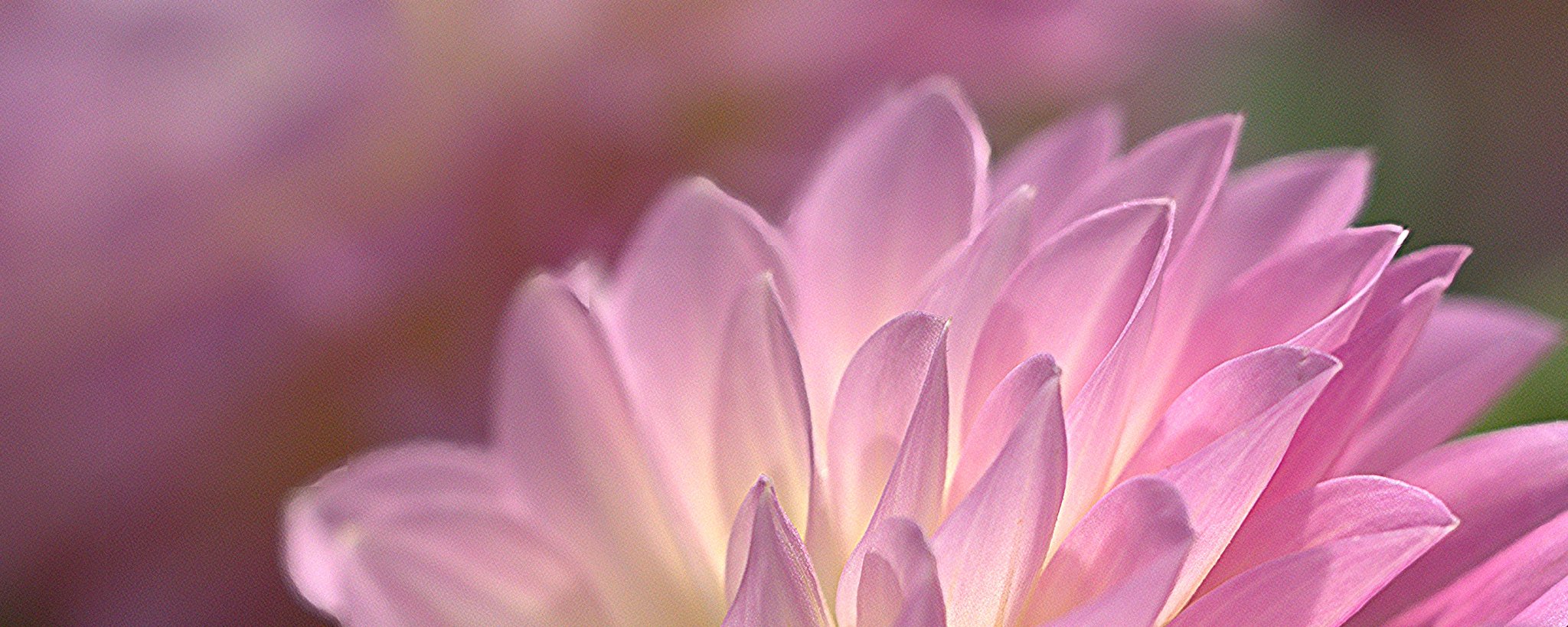 ダリア（感謝） ダリア 花 感謝 花言葉の写真素材 - PIXTA