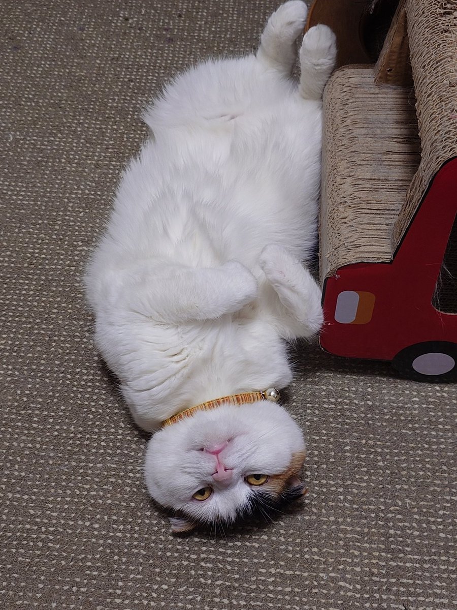 こりんちゃん
あらら...😅
#猫のいる暮らし #猫好き #猫
#三毛猫 #スコティッシュフォールド