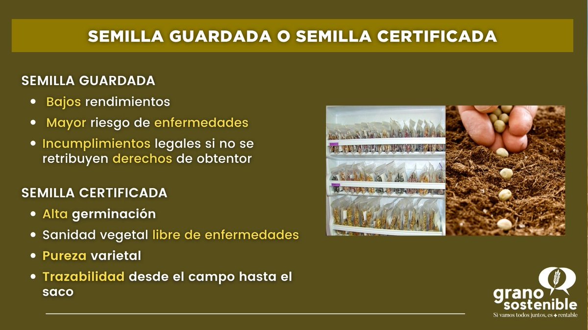 GranoSostenible's tweet image. ¿Semilla guardada o semilla certificada? 🌾
🔍 Una puede parecer más fácil.
🌱La otra asegura calidad, rendimiento y futuro.
#SemillaCertificada #GranoSostenible #SiembraResponsable