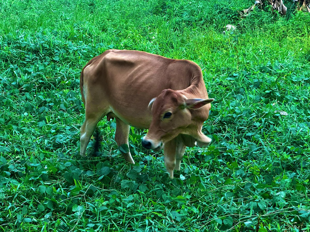 Garib2 kena alihkan si gary, sherry dgn baby kuda. 

Nasib baik ptg ni semua tak nakal dengar papa panggil suh dtg 😙