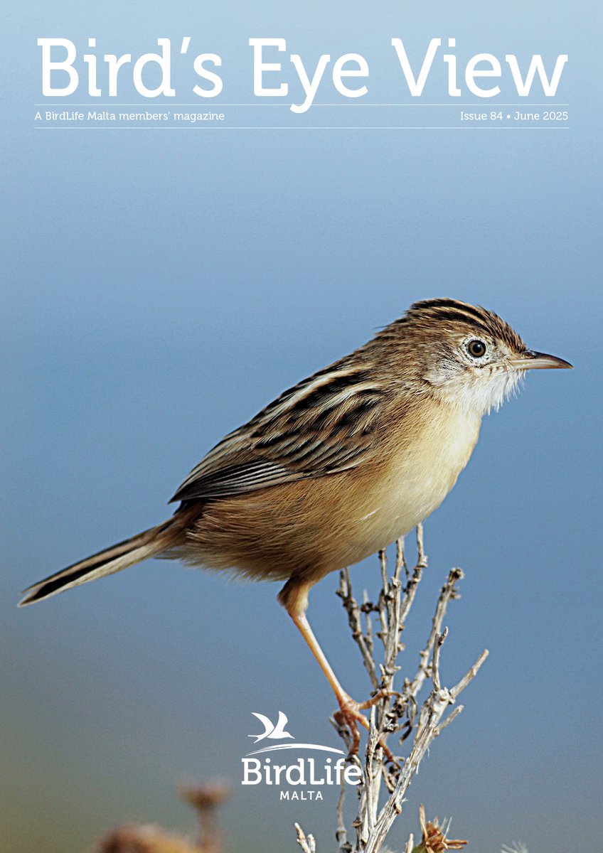 📬 The Summer 2025 issue of Bird’s Eye View has been mailed to our members!

Issue 84 (June 2025) features a striking cover photo of a Zitting Cisticola by Aron Tanti. On page 5, BirdLife Malta-licensed bird ringer and Għadira Nature Reserve warden David Attard profiles the