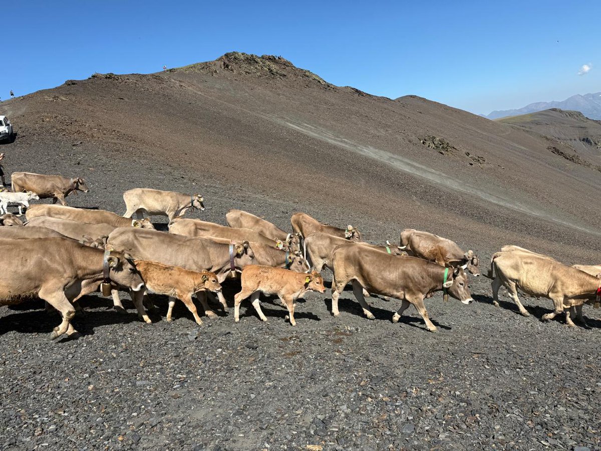 Aquest diumenge passat, la <a href="/VMPC_Andorra/">MadriuPerafitaClaror</a> torna a vibrar amb la 2ª festa de la #transhumància organitzada pel <a href="/comusantjulia/">Comú Sant Julià</a> 
La celebració d'una tradició que és testimoni viu de la relació entre les persones i la muntanya.