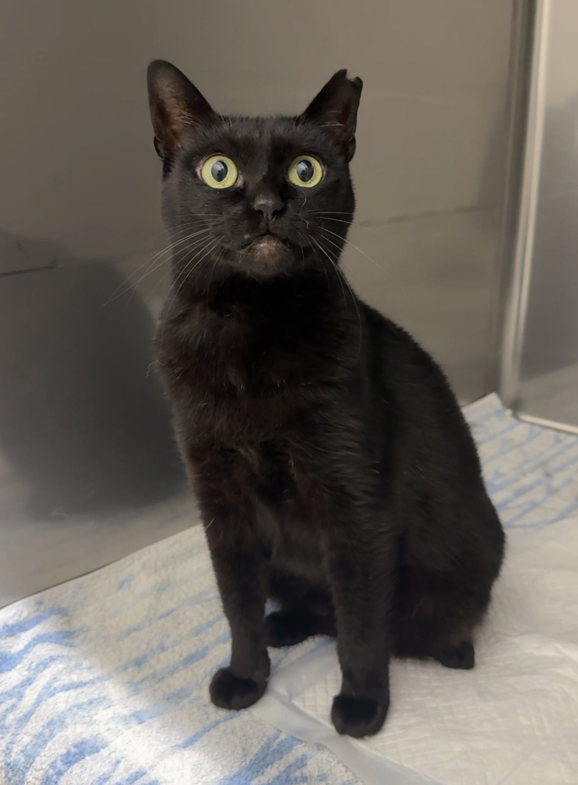 黒猫 on X: 
