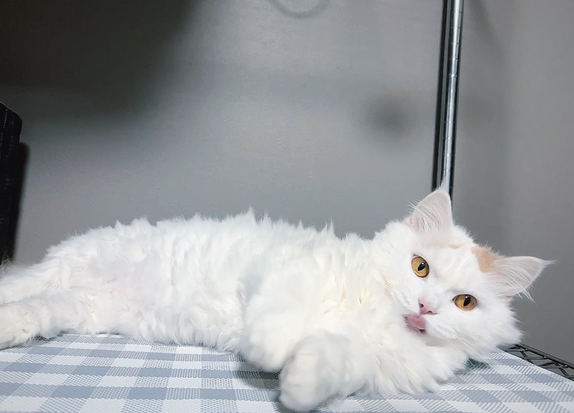 猫cafe 幸猫-ｻﾁﾈｺ- (@_sachi.neko_) • Instagram photos and videos