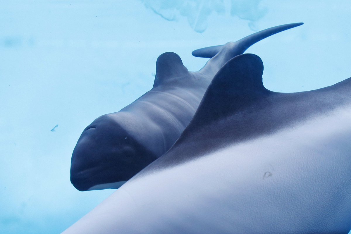 JunIsafushi24's tweet image. 仙台うみの杜水族館がオープンして本日で10周年㊗️
先日は同館初のバンドウイルカ、イロワケイルカの繁殖を成功させました。
おめでとうございます🎉🎊
#10th_uminomori