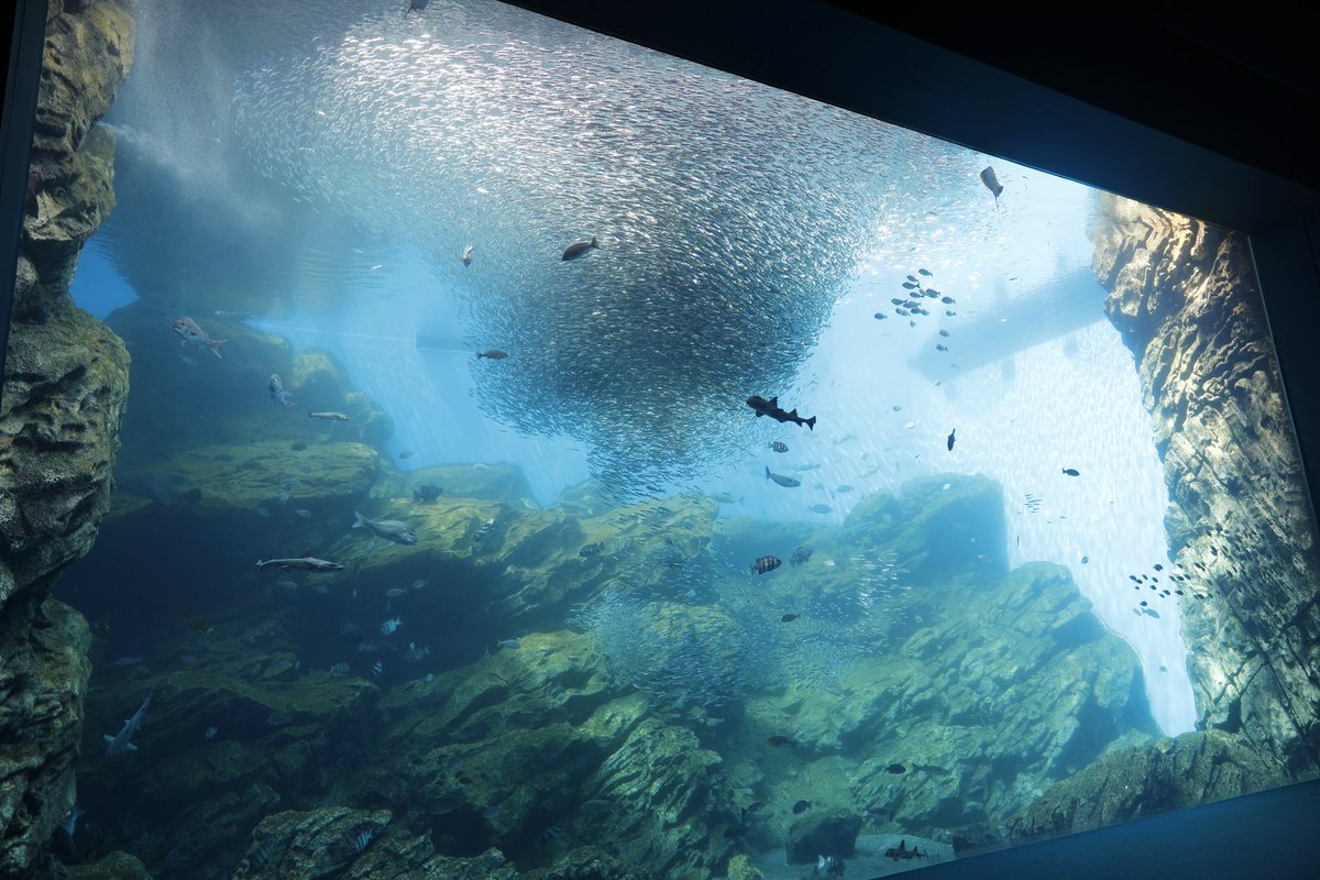 JunIsafushi24's tweet image. 仙台うみの杜水族館がオープンして本日で10周年㊗️
先日は同館初のバンドウイルカ、イロワケイルカの繁殖を成功させました。
おめでとうございます🎉🎊
#10th_uminomori