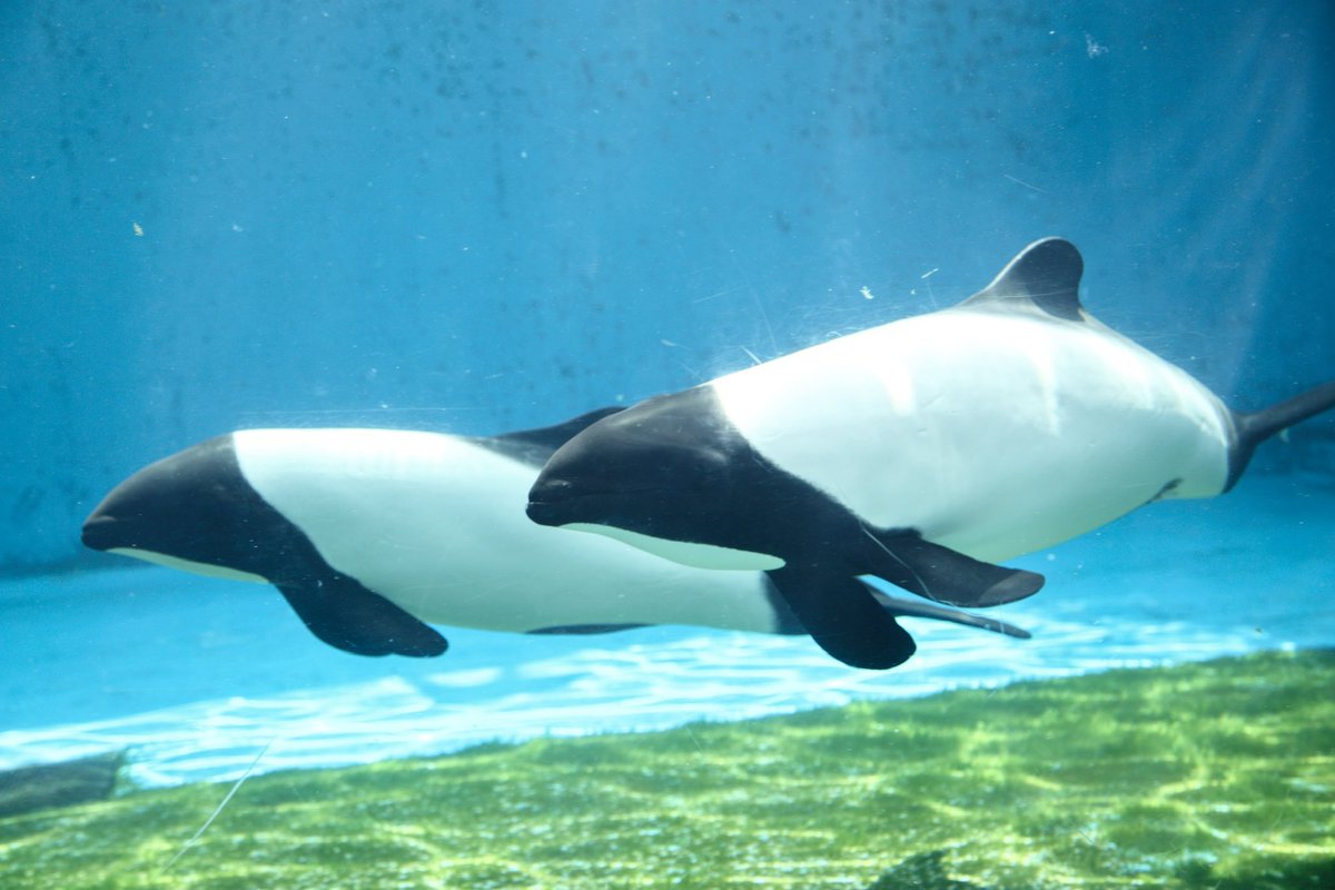 JunIsafushi24's tweet image. 仙台うみの杜水族館がオープンして本日で10周年㊗️
先日は同館初のバンドウイルカ、イロワケイルカの繁殖を成功させました。
おめでとうございます🎉🎊
#10th_uminomori