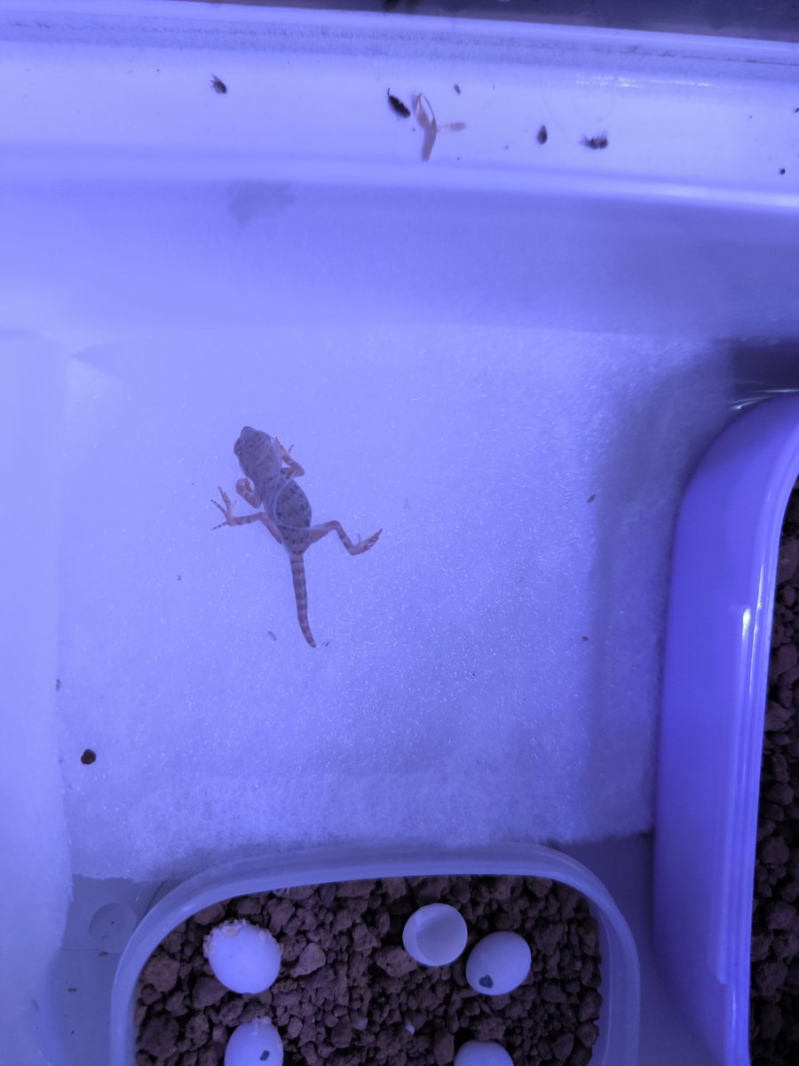 ひらあつ tweet media