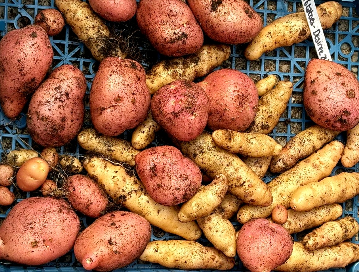 Greater Manchester Environment Fund (@gmenvfund) on Twitter photo Food glorious FOOD! ๐คฉ There's been an explosion of colour at <a href="/TheMonasteryMcr/">The Monastery Manchester</a>'s #GreenSpacesFund project, including:
๐ฅ Potatoes
๐ถ๏ธ Chillies
๐ฅ Courgettes & cucumbers
๐ฅฌ Lettuces
๐ต๏ธ Nasturtium flowers
๐ซ Green beans
๐ค Vanilla-scented nemesia
๐ซ Chocolate-scented cosmos Food glorious FOOD! ๐คฉ There's been an explosion of colour at <a href="/TheMonasteryMcr/">The Monastery Manchester</a>'s #GreenSpacesFund project, including:
๐ฅ Potatoes
๐ถ๏ธ Chillies
๐ฅ Courgettes & cucumbers
๐ฅฌ Lettuces
๐ต๏ธ Nasturtium flowers
๐ซ Green beans
๐ค Vanilla-scented nemesia
๐ซ Chocolate-scented cosmos