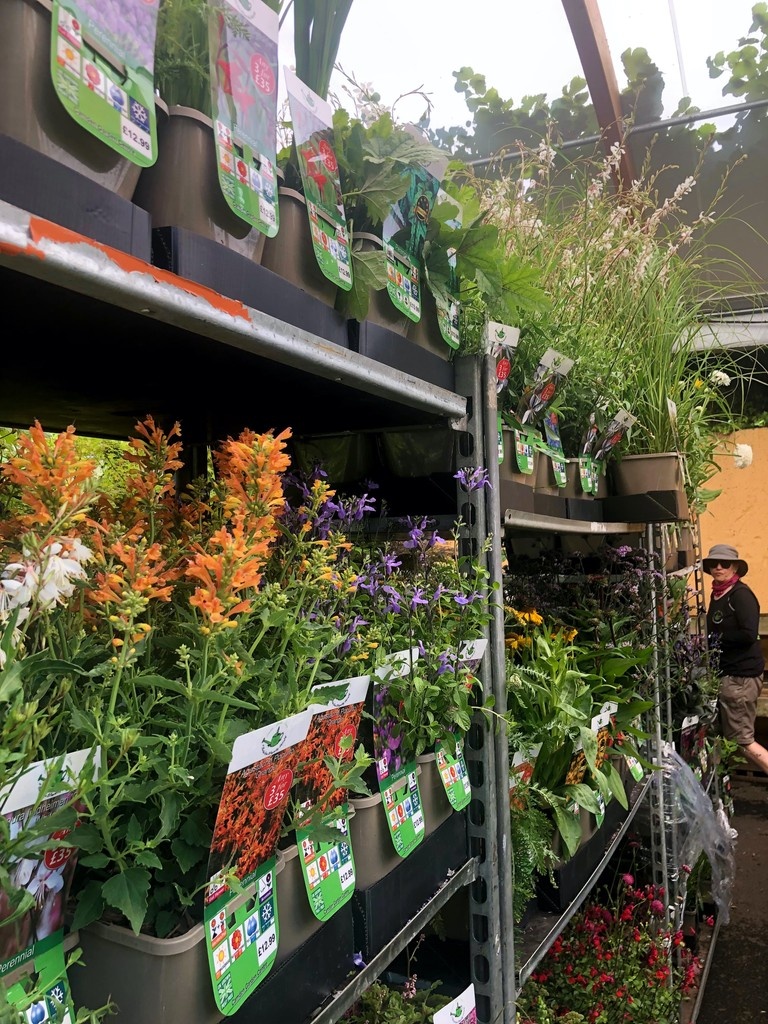 Trolley loads of beautiful #latesummer treats! The late summer through to #autumn #plants &amp; #flowers that really keep colour going in the garden and those blank spaces filled!
#gardencentre #since1983 #socialenterprise #camden#gardenlovers #trainingandemploymentopportunities