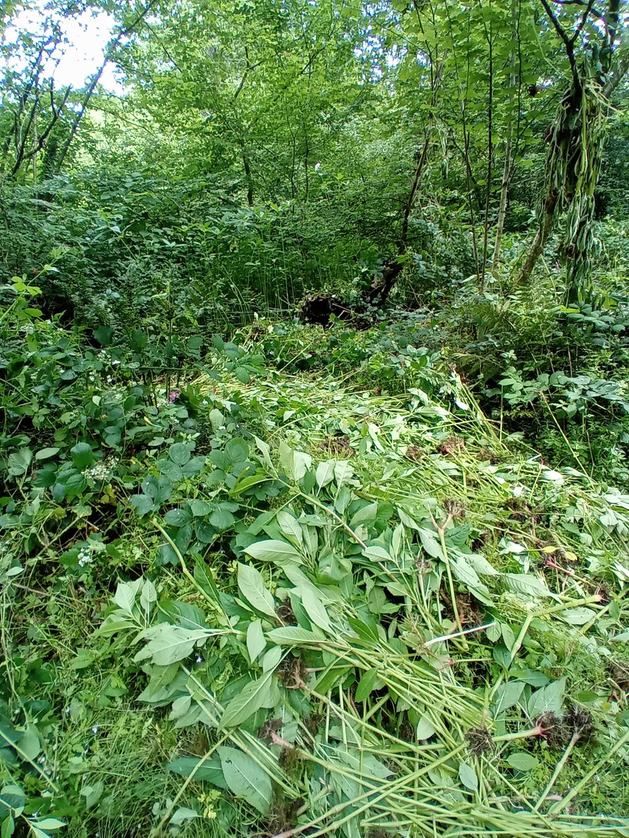 Bore da, some Himalayan Balsam pulling at our Mynydd Mawr Woodland Park