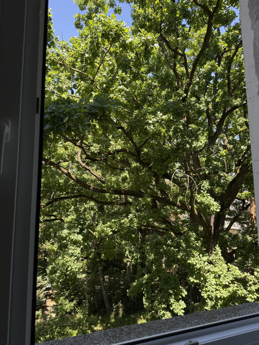 Das ist der Blick aus meinem Bürofenster. Draußen sind‘s 30 Grad, aber hier im Büro herrschen - dem Baum sei Dank - gemäßigte Temperaturen.

Pflanzt mehr Bäume in den Innenstädten! 🌳🌳🌳