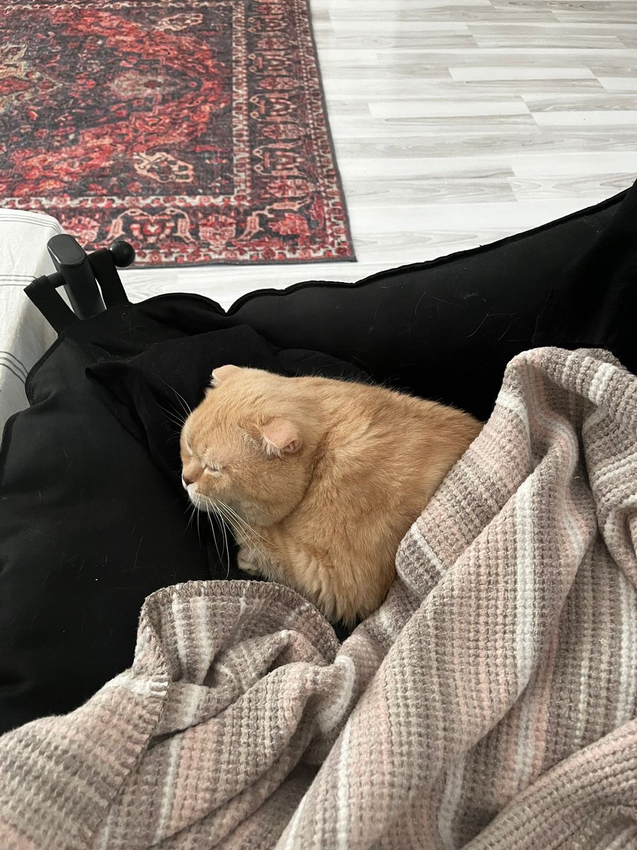 İkinci ailemde 7. Kattan düştüm veterinere bile götürmediler, ilk aileme döndüm haftalarca evde aç susuz bir deri bir kemik kaldım kimse sesimi duymadı. Şimdiyse şimdiki geçici yuvamda en iyi mamalarla beslendim çok sevildim anca toparladım.

İzmir’de çektiğim  eziyetleri