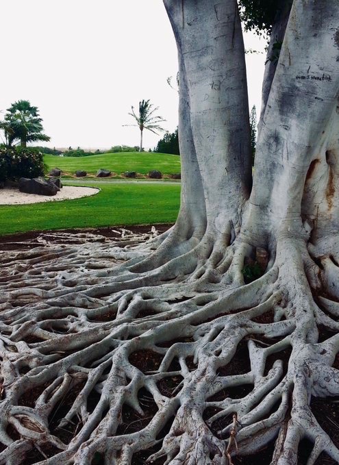 vegy🍎power Ⓥ (@vegypower) on Twitter photo #ThickTrunkTuesday
"If we surrendered to earth's intelligence, we would rise up rooted, like trees."
- Rilke
photo by <a href="/JackieYunTweets/">Jackie Yun</a> #ThickTrunkTuesday
"If we surrendered to earth's intelligence, we would rise up rooted, like trees."
- Rilke
photo by <a href="/JackieYunTweets/">Jackie Yun</a>