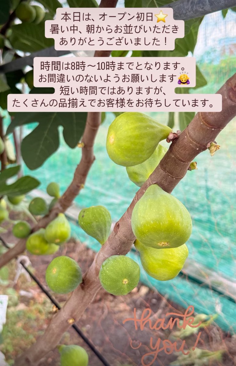 FarmNemoto's tweet photo. 明日もまたお待ちしています！ https://t.co/pxTWcDAlDA