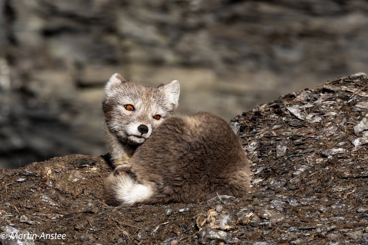 OceanwideExpeditions (@oceanwideexp) on Twitter photo We’ve just set off on our first Around #Spitsbergen trip of the season! If you’d like to come aboard, take a look at our upcoming departures or plan ahead with one of our Arctic 2026 expeditions.
All Around Spitsbergen trips 👉 ow.ly/wgYG50WiXwF
📸 by <a href="/martin_anstee/">Martin Anstee</a> We’ve just set off on our first Around #Spitsbergen trip of the season! If you’d like to come aboard, take a look at our upcoming departures or plan ahead with one of our Arctic 2026 expeditions.
All Around Spitsbergen trips 👉 ow.ly/wgYG50WiXwF
📸 by <a href="/martin_anstee/">Martin Anstee</a>