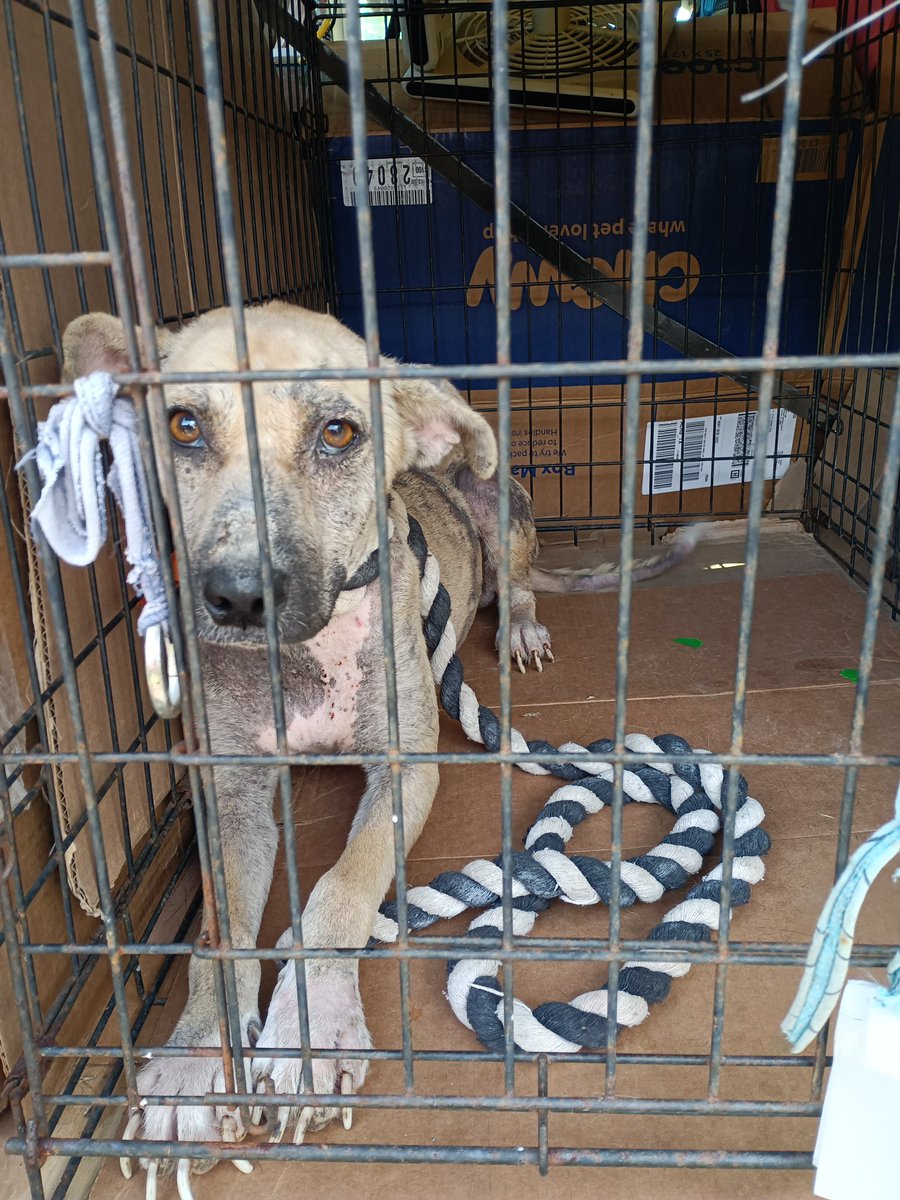 Guidry's Guardian Foundation (@guidrysguardian) on Twitter photo Morgan was found covered in wounds, scabs, mange & a lot of fur missing. <a href="/GuidrysGuardian/">Guidry's Guardian Foundation</a> would like to help cover today’s her $400 bill. Can 40 ppl donate $10? Put MORGAN on your donation. Guidrysguardian.org. Thank you. Morgan was found covered in wounds, scabs, mange & a lot of fur missing. <a href="/GuidrysGuardian/">Guidry's Guardian Foundation</a> would like to help cover today’s her $400 bill. Can 40 ppl donate $10? Put MORGAN on your donation. Guidrysguardian.org. Thank you.