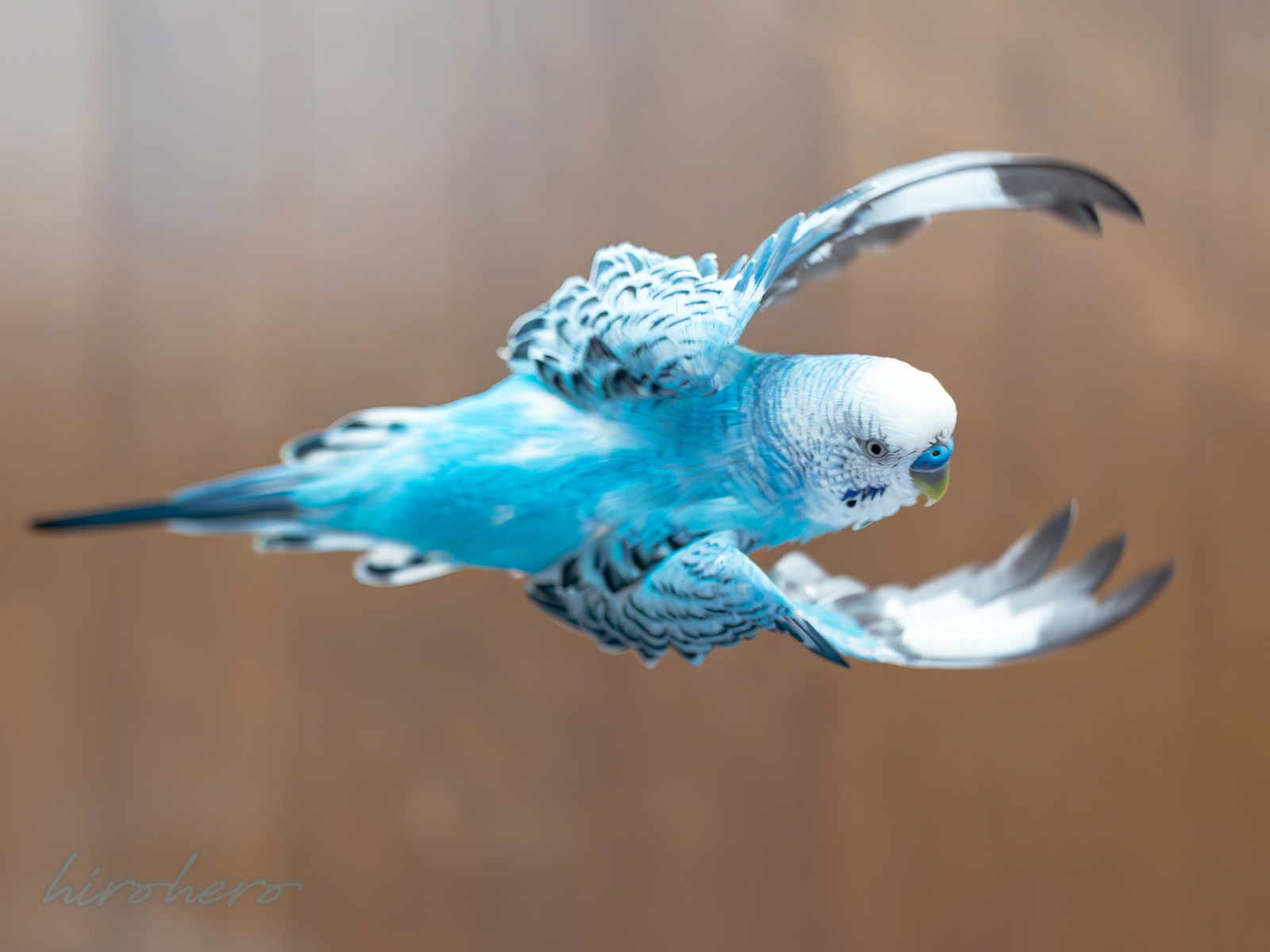 hiro様専用 アネモネ、信長、インコ - メルカリ