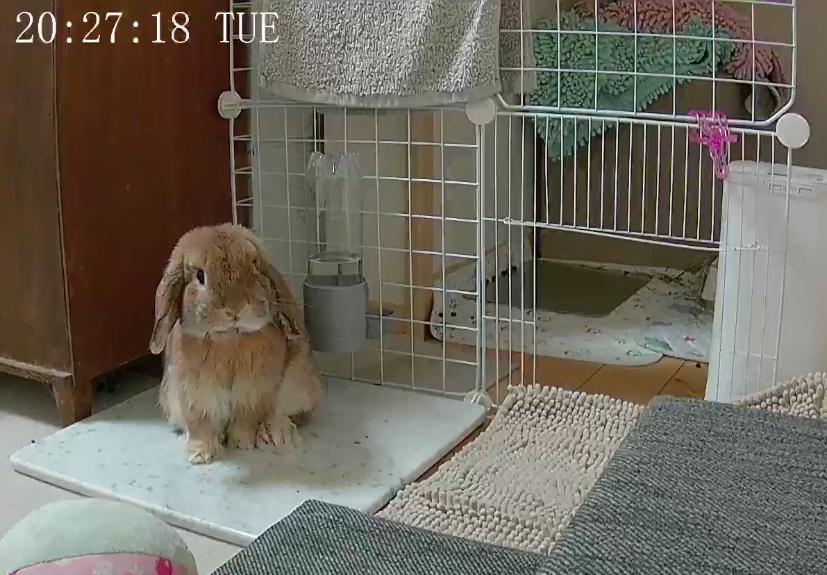 カメラをずっと見つめて早く帰ってこいと遠隔で訴えてくるうさぎ