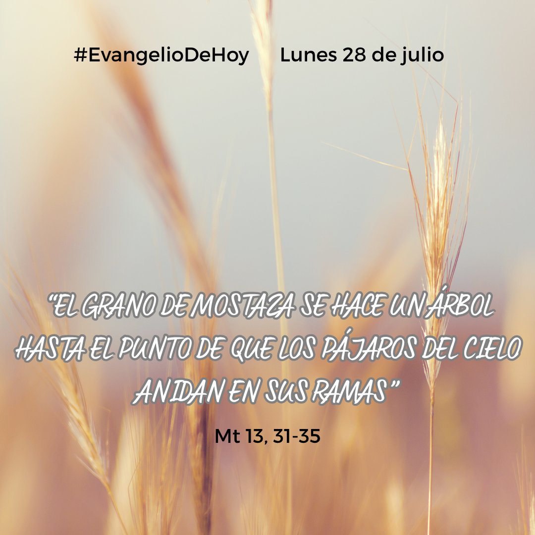 #EvangelioDeHoy. LUNES, 28 DE JULIO. - Mt 13, 31-35. El grano de mostaza se hace un árbol hasta el punto de que los pájaros del cielo anidan en sus ramas.