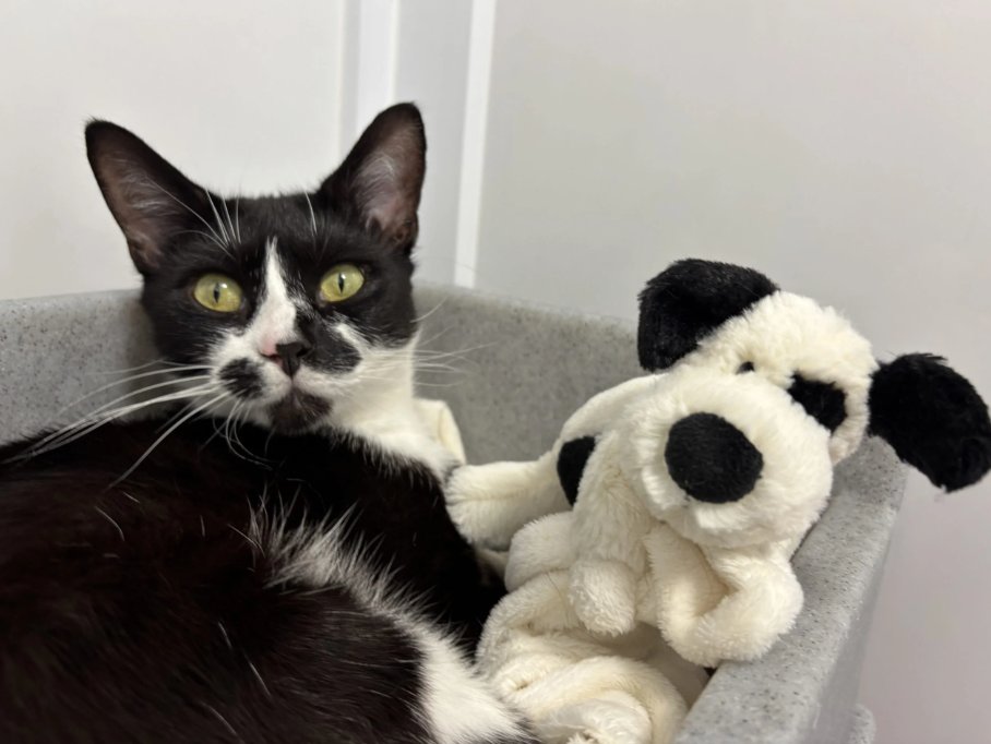 themayhew's tweet image. How cute is this photo of Coco with her soft toy? 🥺 Did you know that when an animal goes home, we always send them off with some of their favourite toys and blankets? 🧸 P.S. Coco is hoping to find a forever home for her and her teddy. 🐱 themayhew.org/cats/coco/.