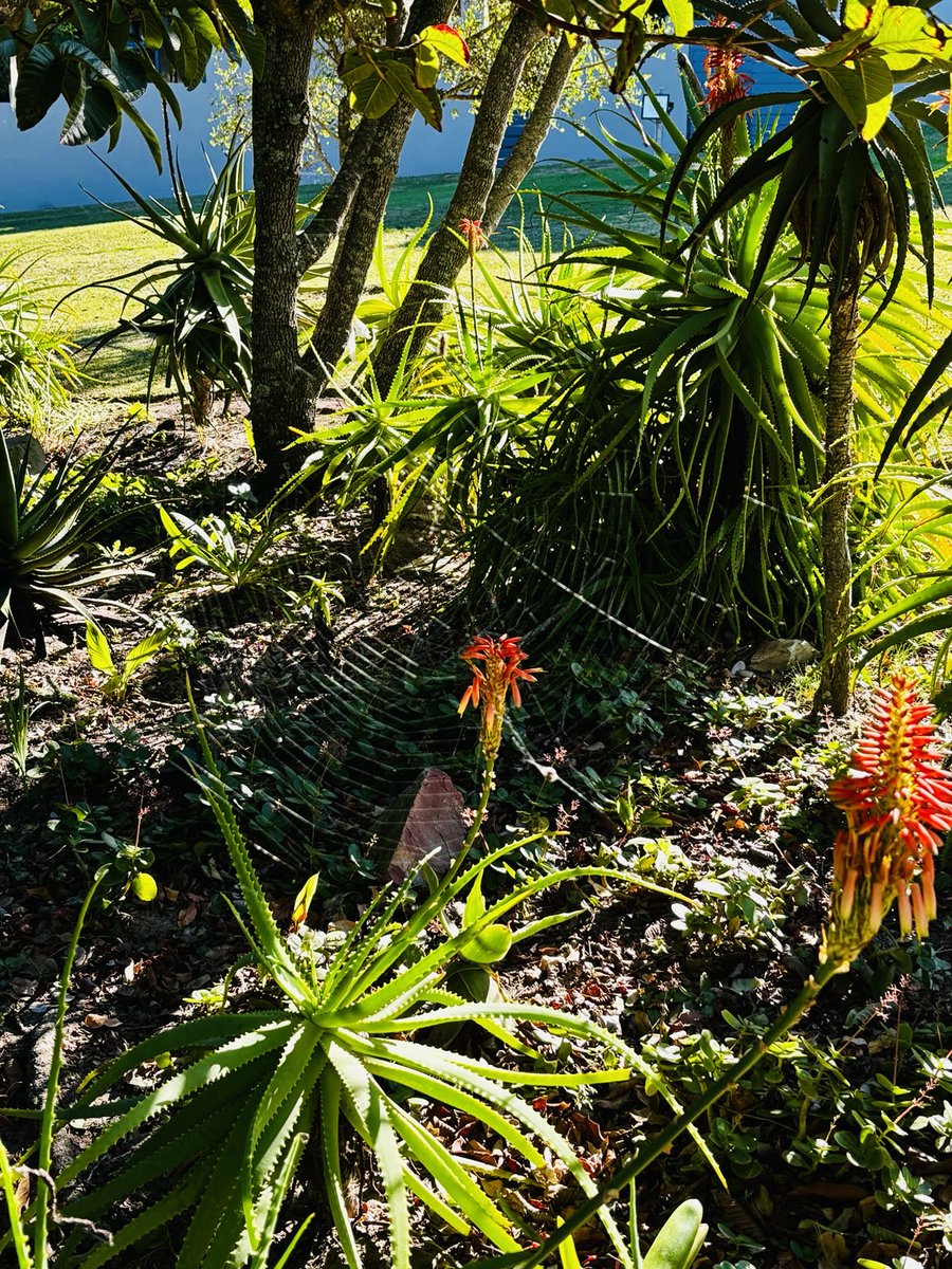 gatvolinthecity's tweet image. #Nature #spidersweb #orange_aloes