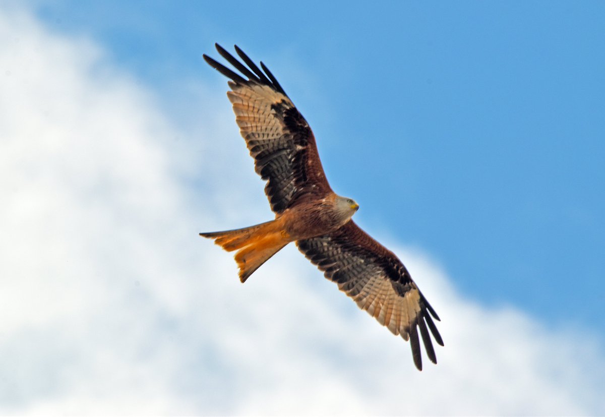 Burntime0101's tweet image. When you get distracted by a different kind of kite...