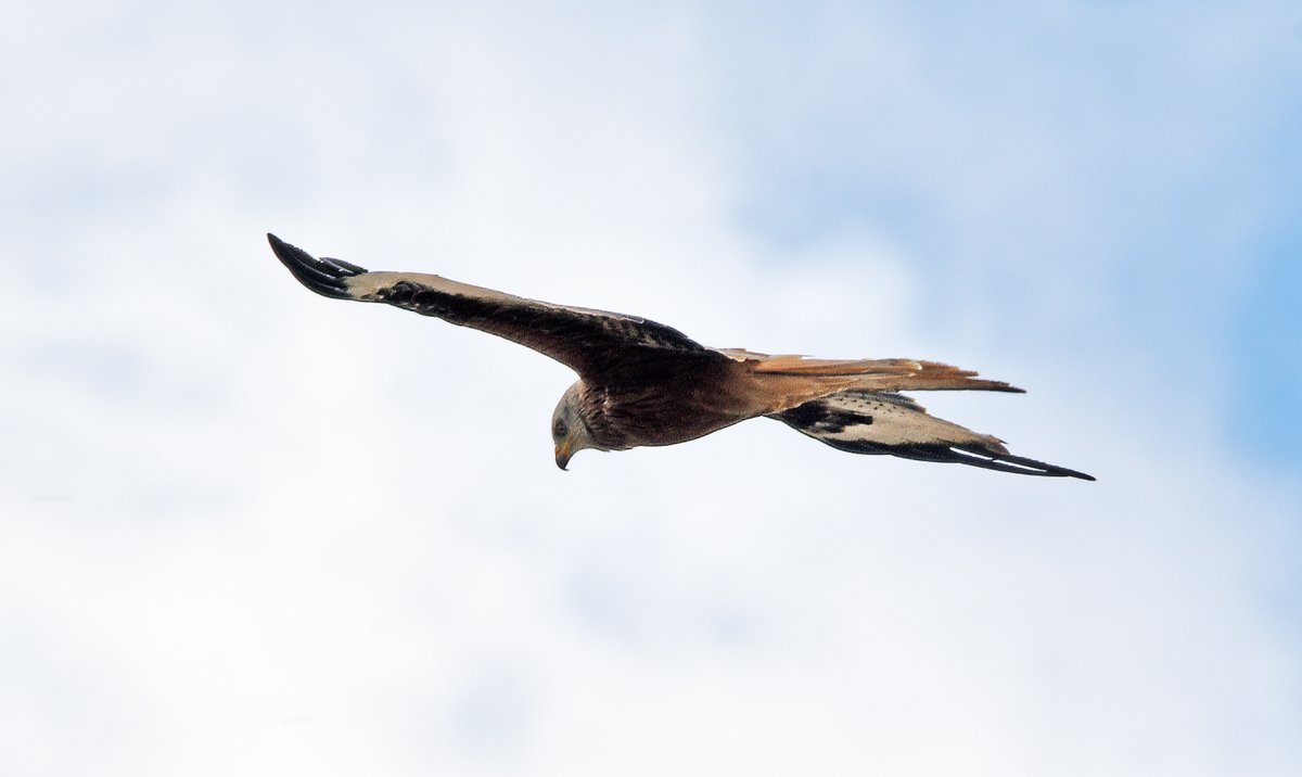 Burntime0101's tweet image. When you get distracted by a different kind of kite...