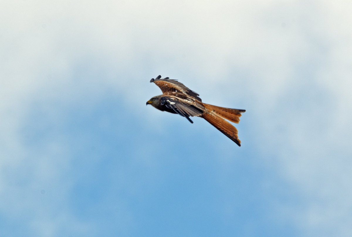 Burntime0101's tweet image. When you get distracted by a different kind of kite...