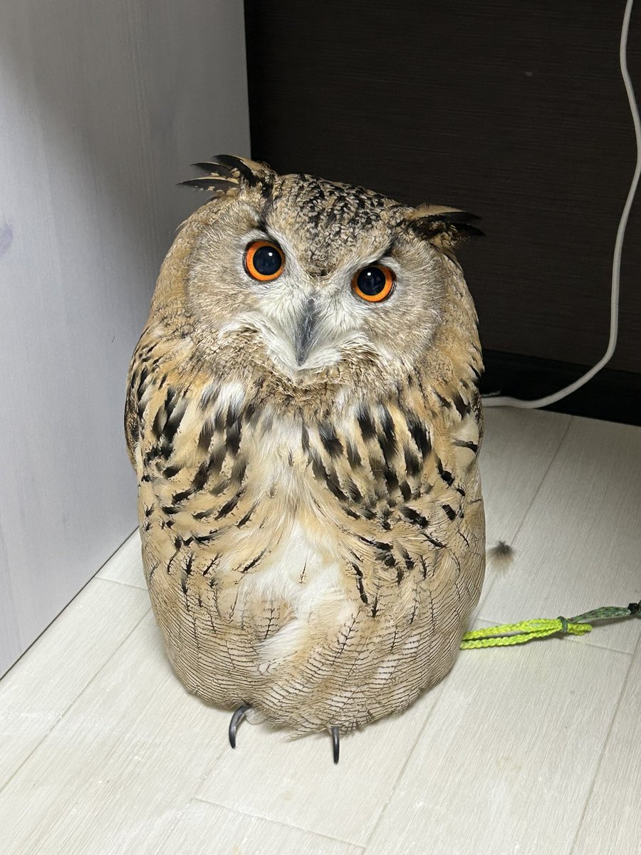 IrtBii's tweet image. まんまるだね🦉