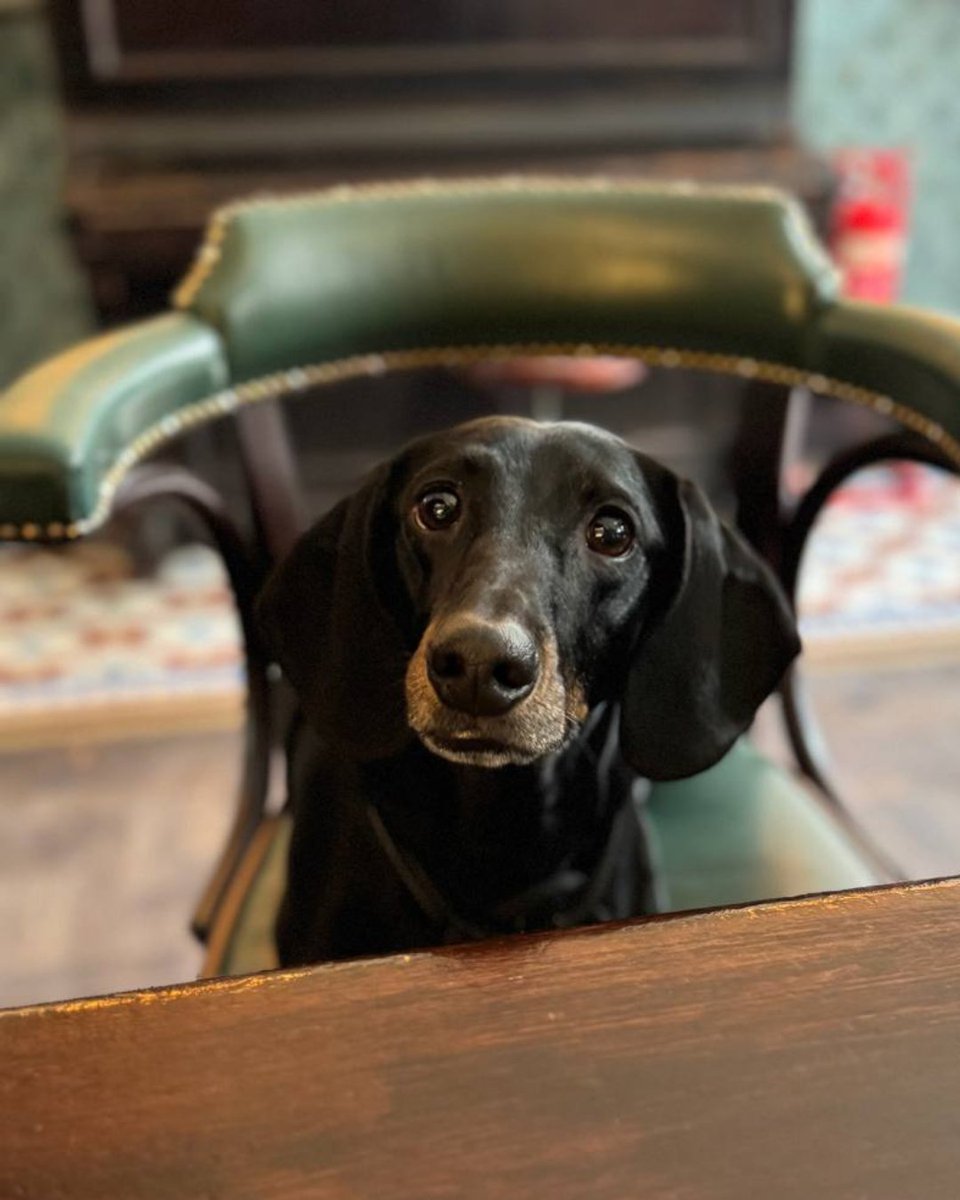 Be more like Gunner and drop in for a drink this week 🐾

We've got a delicious range of beer and other drinks to keep you refreshed in this heat, so pop by for a visit.

(And yes, dogs are welcome!)