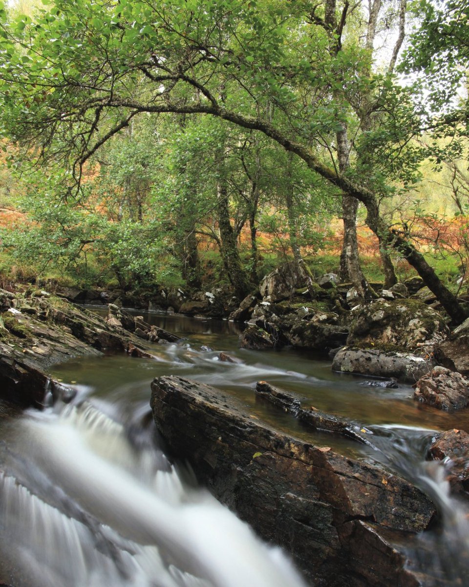 Alder is the most common tree found in riverwoods - also known as riparian or #wetland forests 🌳

#Riverwoods act as corridors, connecting different patches of woodland and helping wildlife move through the landscape.

Explore more about alder and riverwoods 👉