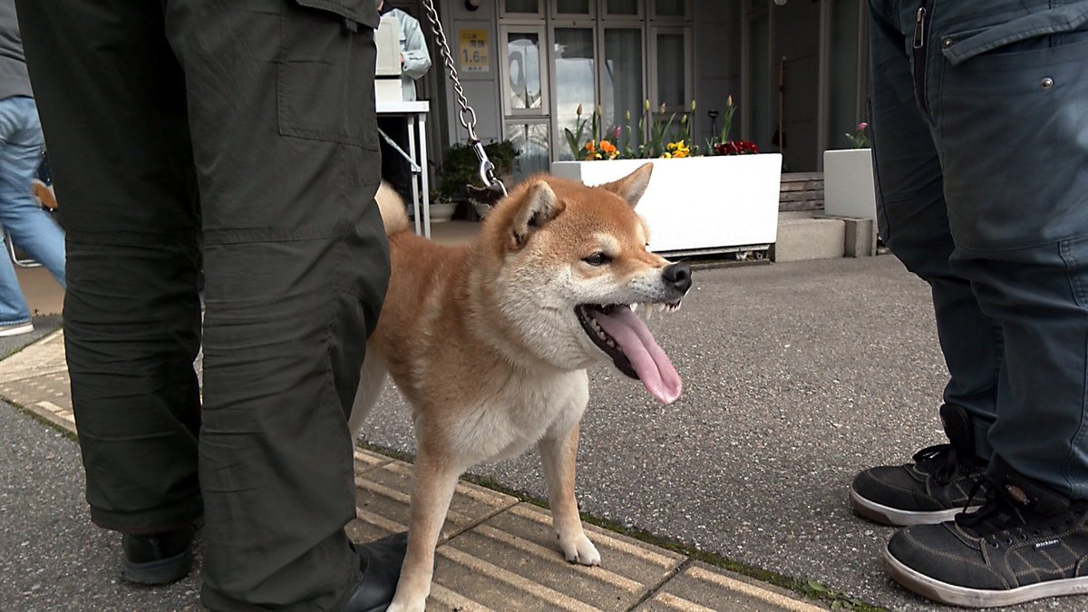 t_soft_center's tweet image. ドタバタ劇射水市前編をYouTubeにアップいたしました。荒ぶるワンちゃんが多めですが みんな可愛い子たちです。涼みながらご視聴いただけると幸いです。
2025狂犬病予防注射会場のドタバタ劇⑤ 射水市前編
youtu.be/ZW7bQL27rRU