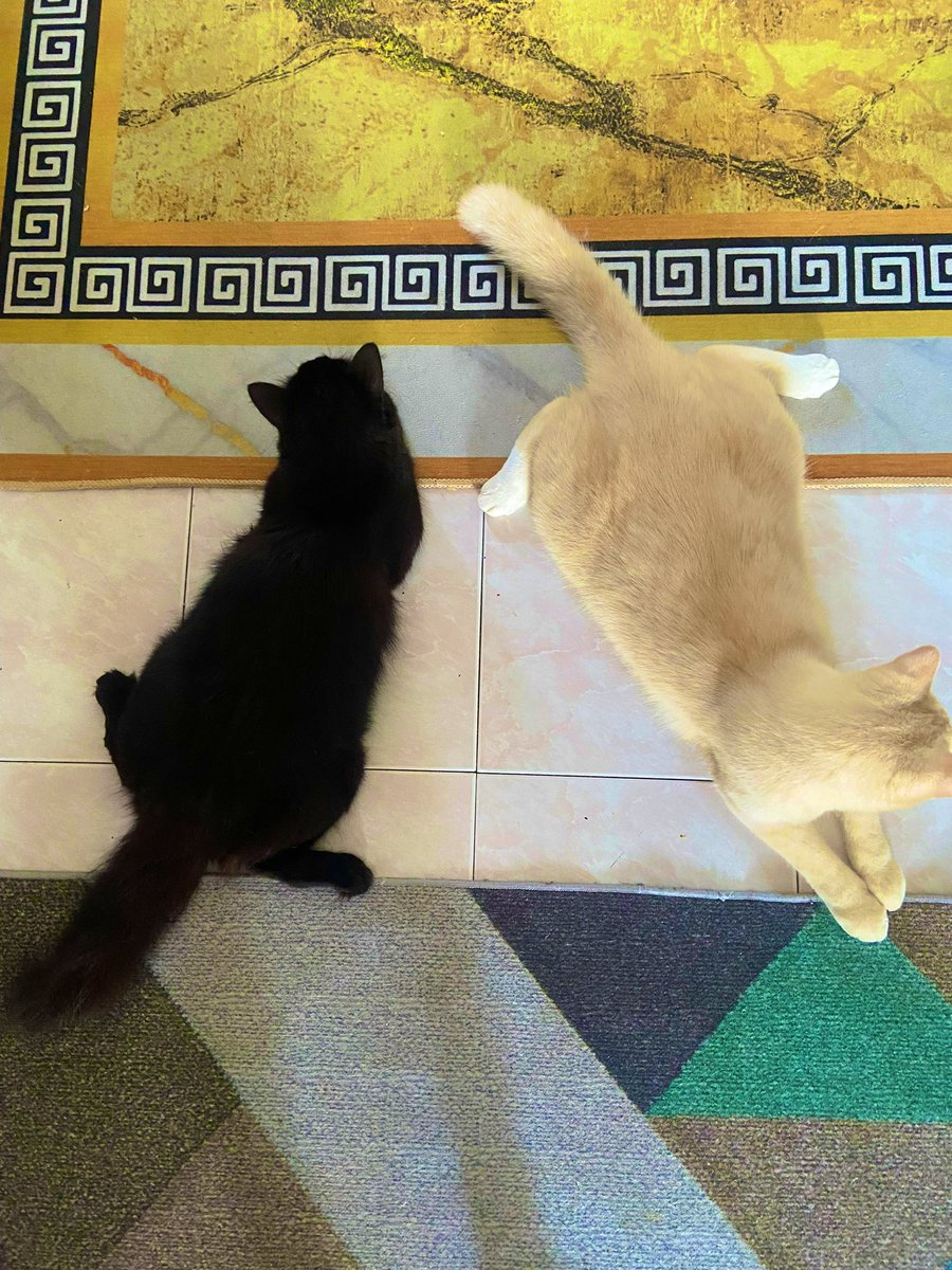 Double platter

Si bebi itam tu tgh menggelitat nak mengawan. Lunyai kaki papa dia kokaknya

😒