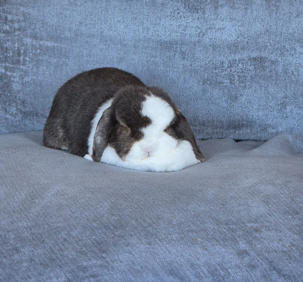 peepeedirt's tweet image. Milly if she were a simple vessel in a vast ocean