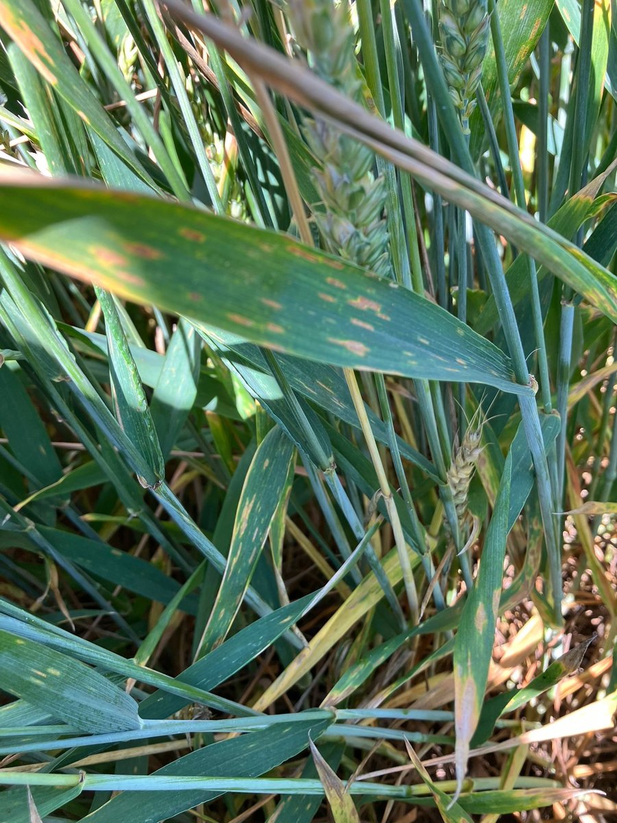 BASF Agro Nederland (@basfagronl) on Twitter photo Vandaag tonen wij een fungicide proef met #septoria tot op het vlagblad in onbehandeld. Mooie proef op de opendag van <a href="/SPNA_agro/">SPNA agroresearch</a> in Ebelsheerd. Vandaag tonen wij een fungicide proef met #septoria tot op het vlagblad in onbehandeld. Mooie proef op de opendag van <a href="/SPNA_agro/">SPNA agroresearch</a> in Ebelsheerd.