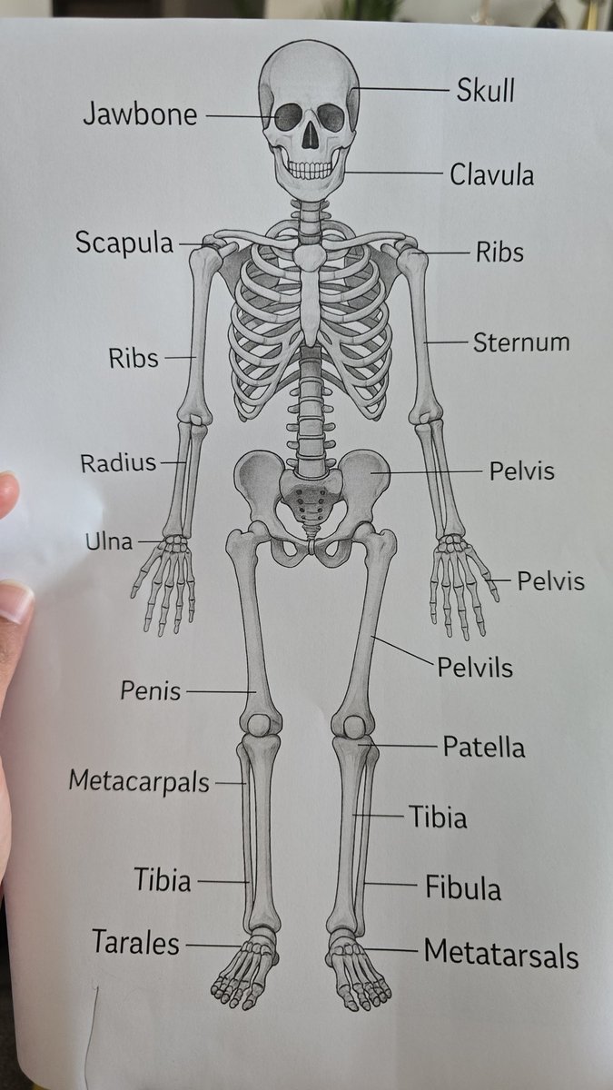 When your 7yo daughter gets chat GPT to generate a labelled diagram of the skeleton and you are struggling to breathe let alone explain why you can't stop laughing and crying at the same time.