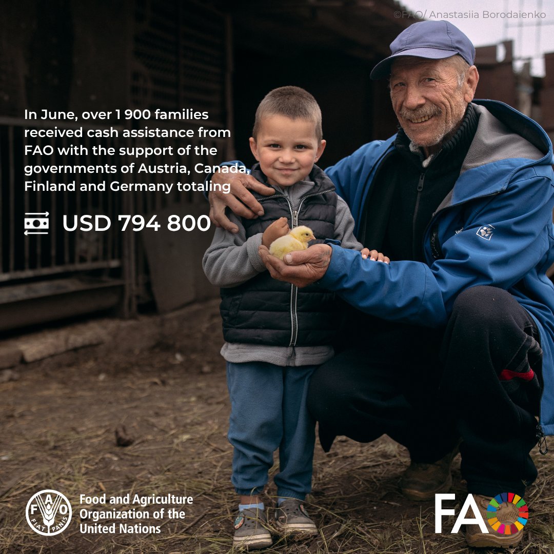 FAO Ukraine (@faoukraine) on Twitter photo 💰 In June, FAO provided $794 800 in cash assistance to 1 987 families in frontline areas of Ukraine, helping restore agriculture.
Thanks to <a href="/AustriaInUA/">Austria in Ukraine</a>, <a href="/CanadaDev/">Development Canada</a>, <a href="/GermanyinUA/">Посольство Німеччини</a> & <a href="/FinlandinUA/">FinlandinUkraine</a>, they can buy seeds, fuel & tools to restart farming and feed their communities. 💰 In June, FAO provided $794 800 in cash assistance to 1 987 families in frontline areas of Ukraine, helping restore agriculture.
Thanks to <a href="/AustriaInUA/">Austria in Ukraine</a>, <a href="/CanadaDev/">Development Canada</a>, <a href="/GermanyinUA/">Посольство Німеччини</a> & <a href="/FinlandinUA/">FinlandinUkraine</a>, they can buy seeds, fuel & tools to restart farming and feed their communities.