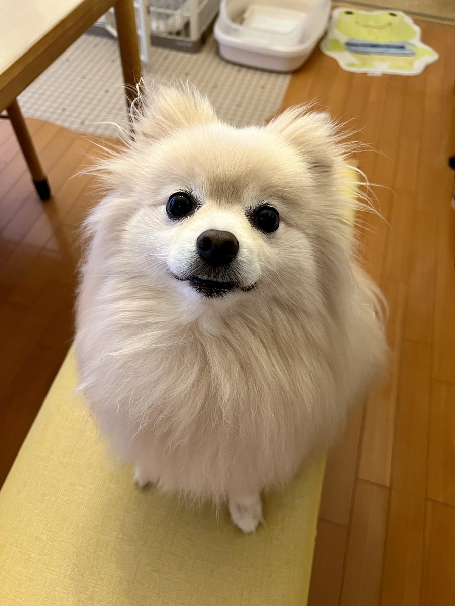文月🎋開幕
季節の変わり目、畑仕事・田植え等を終える
農作業の目安日「半夏生」🌻
この日収穫した作物は天からの毒を浴びたとし
口にしないとの伝承が残る地域も…☠️🍆💦
今月も、豊穣の女神と皆様に感謝して🙏きゅんきゅん💖🐶
📸雷雨で⛈️お散歩中止🎶色々ウマウマdayパチリ✨