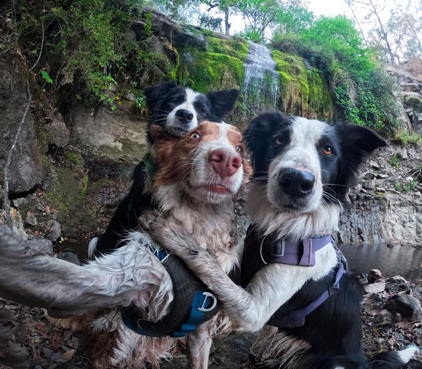 Photo of the Day
#GoProYourSummer の1枚は、まさかの犬だんご自撮り📸🐶
Andrea Arellanoのカメラに収められた、$100受賞ショット 👉 GoPro.com/Awards