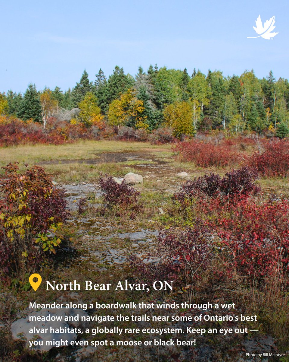NCC_CNC's tweet image. Happy Canada Day! 🍁 What better way to celebrate than getting inspired by nature? From coastal cliffs to quiet wetlands, Canada is full of wild places worth exploring.

Discover 4 beautiful destinations to add to your summer plans. 🌿

#CanadaDay #ExploreCanada