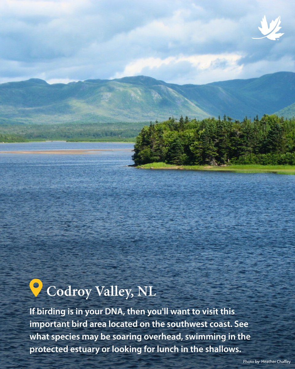 NCC_CNC's tweet image. Happy Canada Day! 🍁 What better way to celebrate than getting inspired by nature? From coastal cliffs to quiet wetlands, Canada is full of wild places worth exploring.

Discover 4 beautiful destinations to add to your summer plans. 🌿

#CanadaDay #ExploreCanada