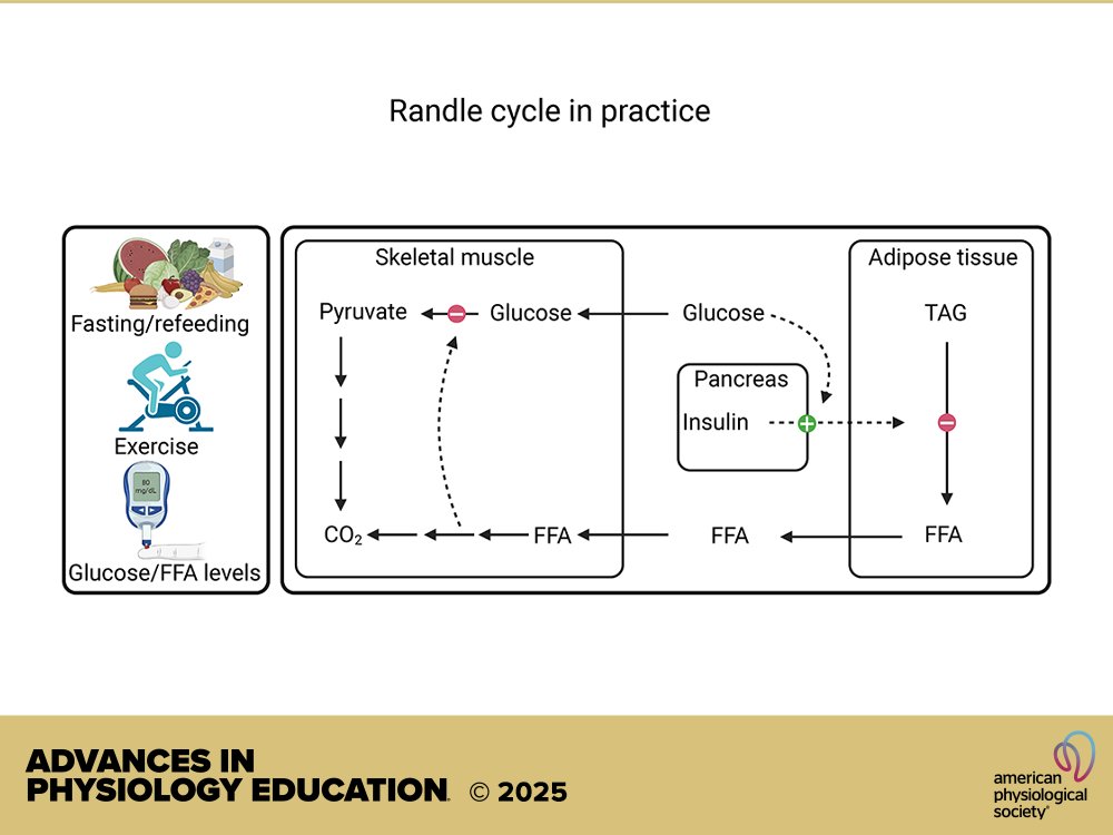 Advances in Physiology Education (@advphysioleduc) on Twitter photo #OpenAccess from <a href="/AdvPhysiolEduc/">Advances in Physiology Education</a>. Randle cycle in practice: a student exercise to teach glucose and fatty acid metabolism in fasted, fed, and exercised states
Rikke Petersen, et al.
ow.ly/AOWu50WgPh0 #OpenAccess from <a href="/AdvPhysiolEduc/">Advances in Physiology Education</a>. Randle cycle in practice: a student exercise to teach glucose and fatty acid metabolism in fasted, fed, and exercised states
Rikke Petersen, et al.
ow.ly/AOWu50WgPh0