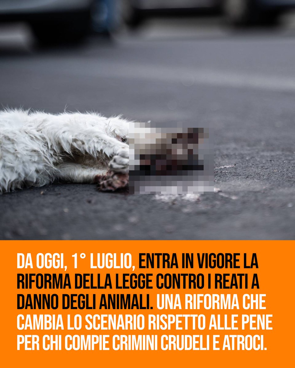 Da oggi entra in vigore la nuova Legge contro i reati a danno degli animali: speriamo che possa contribuire a punire atti atroci nelle misure appropriate. Accolte anche alcune norme positive proposte da #LAV. Continueremo a chiedere più diritti e tutele!👉lav.it/news/proposta-…